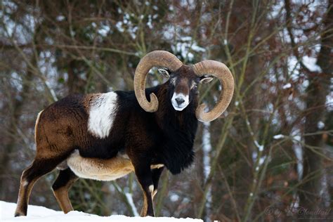 All Sizes Male Mouflon Flickr Photo Sharing