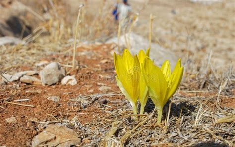 The Big Sternbergia Lutea Blooming At Israeli Desert Stock Image