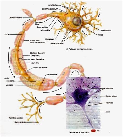 Estructura Anatómica De La Neurona Anatomía Humana General
