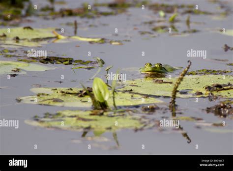 Green Bull Frog In A Pond Among Lily Pads Stock Photo Alamy