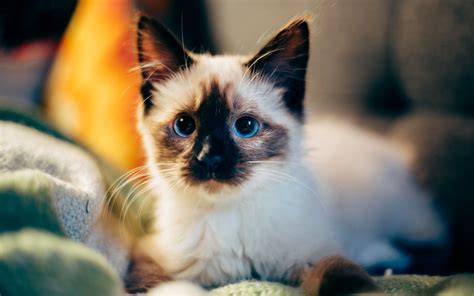 45 Adorable Siamese Cat Wallpapers Gatinhos Adoráveis Fotos De