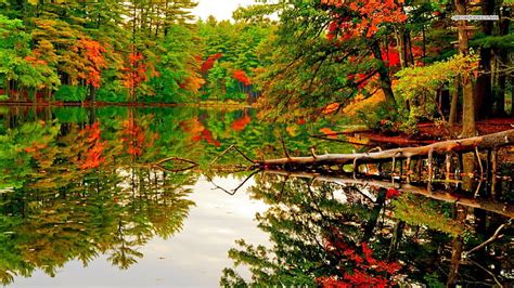 Pond Reflection In Autumn Forest Autumn Nature Ponds Forests