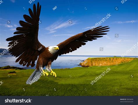 Eagle Landing Grass Stock Illustration 59024650 Shutterstock