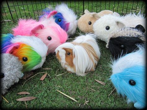 All Things Guinea Pig Guinea Pig Toy Patterns Make Your Own Guinea