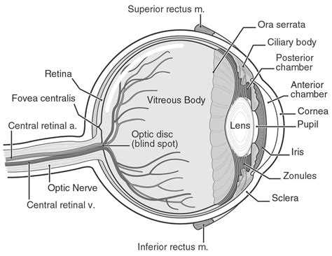 Diagram Structure Of Human Eye Class 10