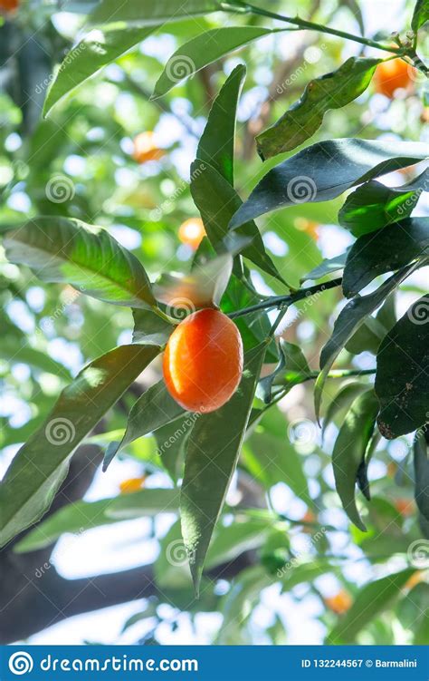 Tropical Small Ripe Orange Citrus Fruits Kumquats On Tree