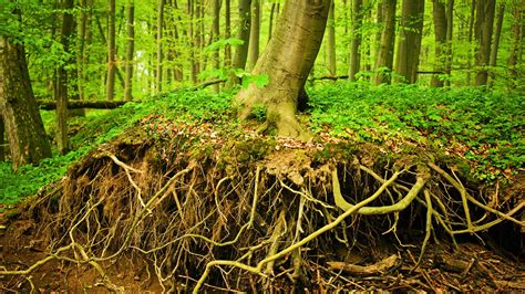 Tree Root System Types