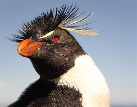 Penguin Adoption Falklands Conservation Adopt A Penguin