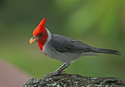 Pictures And Information On Red Crested Cardinal