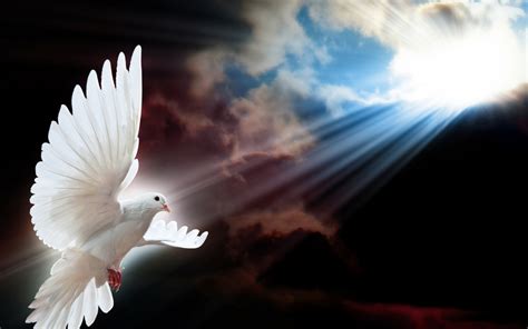 Free Download White Dove Holy Spirit Wallpaper 1920x1080 For Your