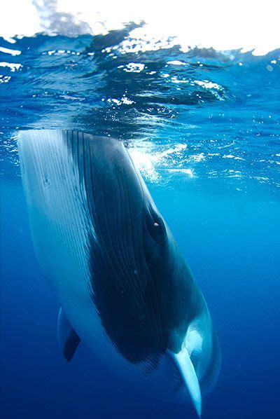 What Animal Can Hold Its Breath The Longest Underwater - The Nomous