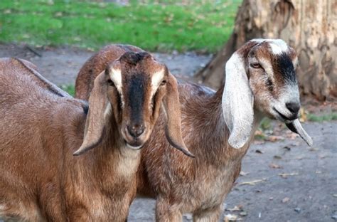 20 Popular Types Of Goat Breeds With Pictures Pet Keen Online Store