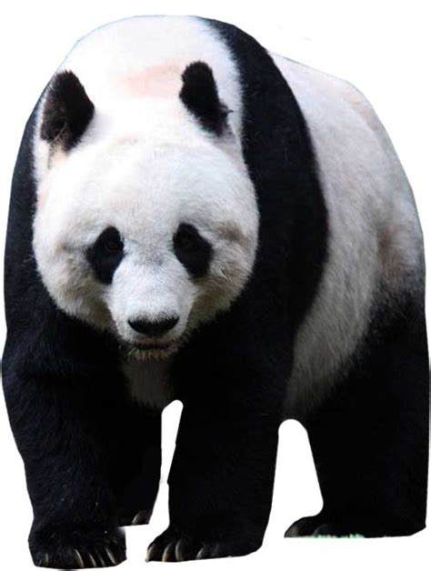 Giant Panda Lifestyle Habitat Diet Facts Science4fun