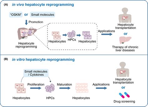 Hepatocyte Reprogramming In Liver Regeneration Biological Mechanisms