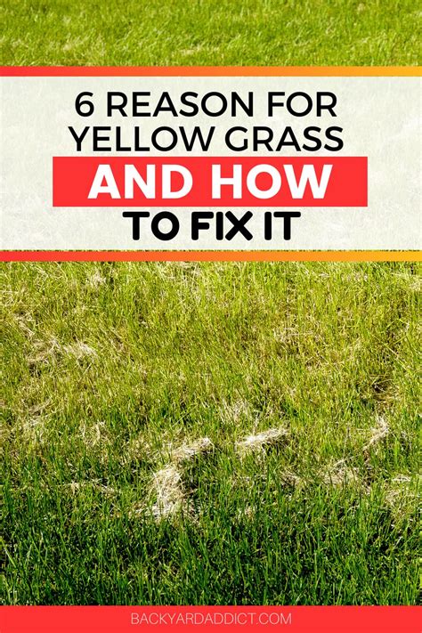 Grass Turning Yellow Find Out Why And How To Fix It Backyard Addict