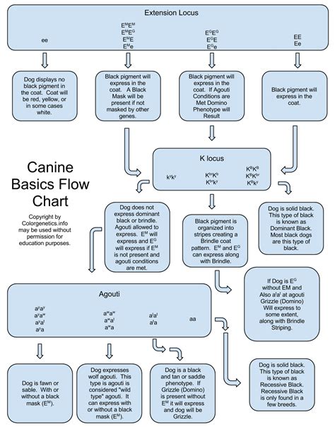 Canine Coat Color Basics What Color Is My Dog Color