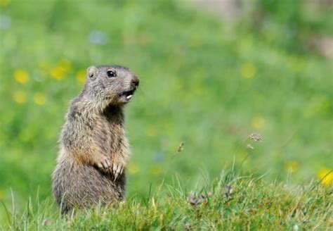 Are you thinking about the best bait to trap a groundhog? Top 4 Best Groundhog Traps | Updated for 2020