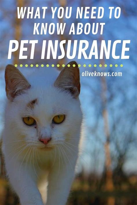 To help you select the best coverage for your pet, we've rounded up the best pet insurance plans using a quantitative scoring system that evaluates policy offerings, value, pricing, customer service, and more. What You Need to Know About Pet Insurance | Pet insurance ...