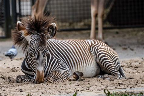 Grévy Zebra In Artis Amsterdam Royal Zoo Zoo