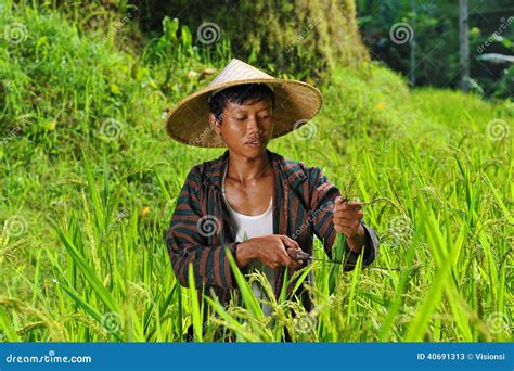 Organic Farmer Working And Harvesting Rice Stock Image Image Of Farmer Country 40691313