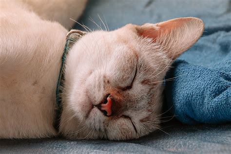 Siamese Cat Pet Sleeping Free Photo On Pixabay