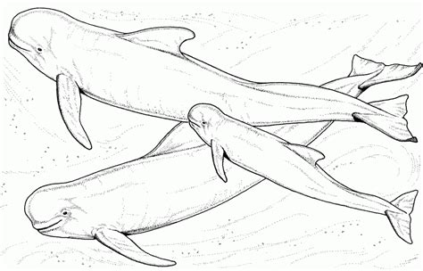 1200 x 1600 jpeg 33 кб. Humpback Whale Coloring Pages - Coloring Home