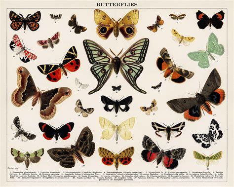 Butterfly And Moths Art Print Butterfly Species Chart Etsy Ireland