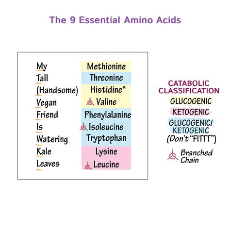 Biochemistry Glossary 9 Essential Amino Acids Draw It To Know It