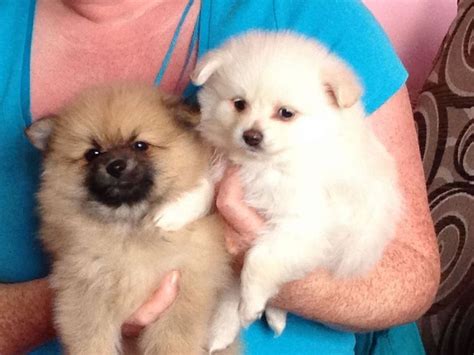 The teacup pomeranian has increased in popularity and we provide you all the information you need to find the right breeder and puppy to add to your family. Micro Teacup Pomeranian Puppies | Sale, Greater Manchester ...