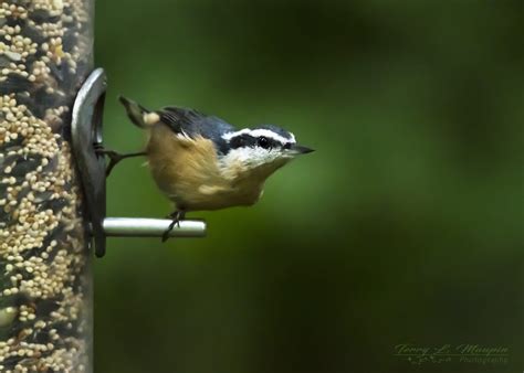 Mark is a wildlife biologist with over 25 years of bird study experience. Backyard Bird Shop News & Updates | Backyard Bird Shop