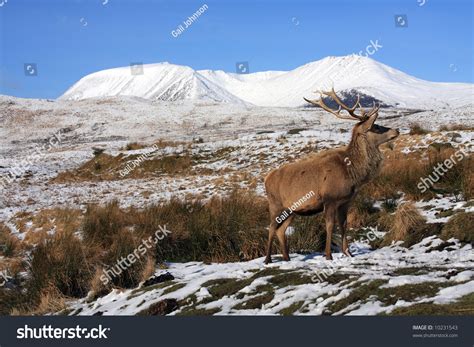 Red Deer Stags Down In The Scottish Glens For Food Stock Photo 10231543