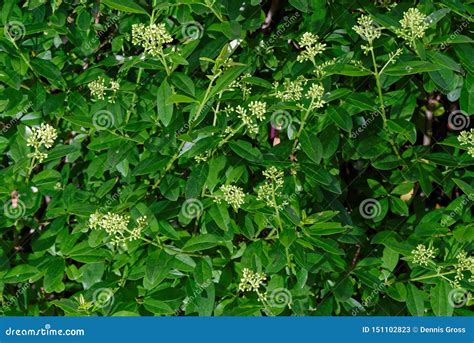 Close Up Of Flowering Privet Hedge Branches Stock Image Image Of