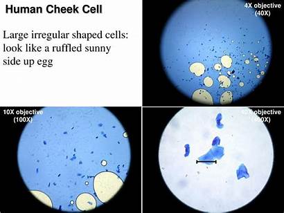Microscope Onion Under Cell 40x 10x 4x