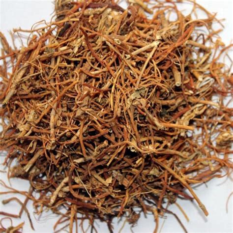 Purchase Gentian Root Extract 41 In Bulk Initialnaturals