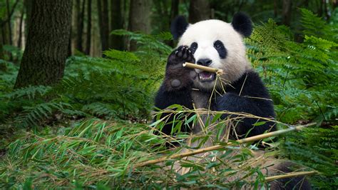 Giant Panda Released Into Wild Captured On Camera After Three Years Cgtn
