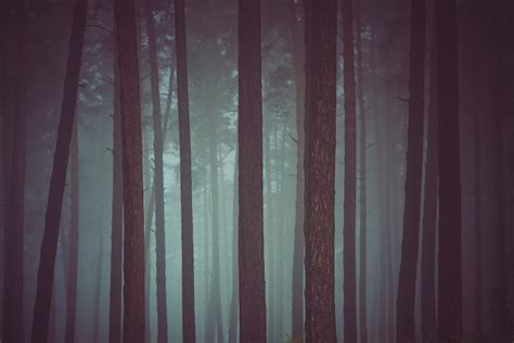 In A Dark Forest On Behance