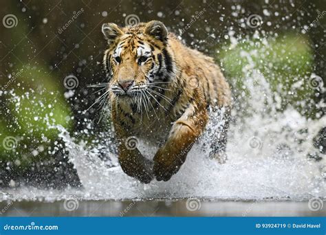 Siberian Tiger Stock Image Image Of Landscape Amur 93924719