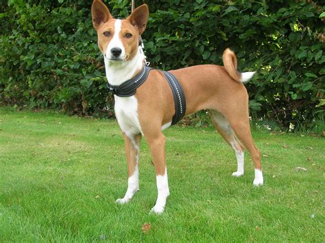 Basenji Puppies Rescue Pictures Information