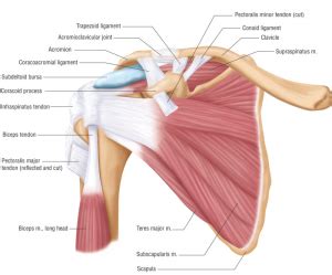 All of these muscles are visible in the diagram pictured. Shoulder - Ottawa MSK