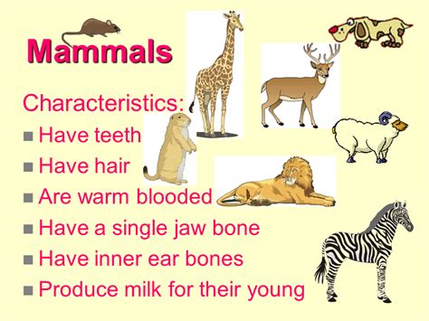 Mammal Classification More Detailed 3 Groups Of Mamma