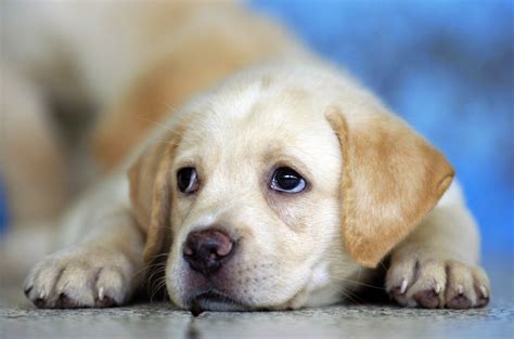 Rules of the Jungle: Labrador puppies