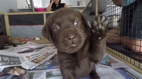 She cries most of the day, even when she's eating and drinking. Chocolate Labrador Puppies 5 weeks old - YouTube