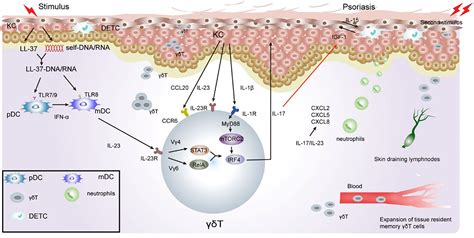 Frontiers Gamma Delta T Cells And Their Pathogenic Role In Psoriasis