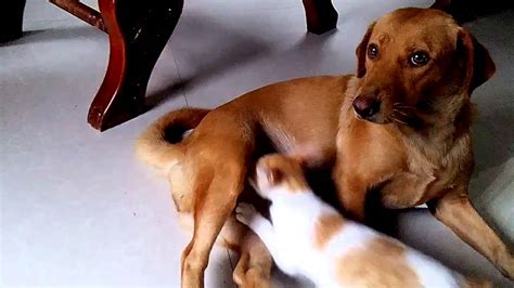 Amazing Dog Breast Feeding A Cat Youtube