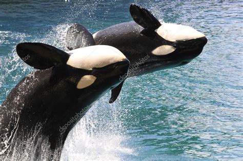 Two Killer Whales Jumping Out Of Water Stock Photo By ©christian 71802985