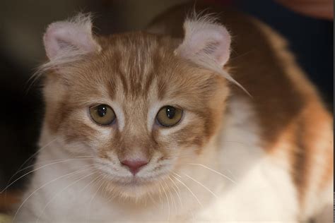 American Curl Cats 8 Facts You Probably Dont Know