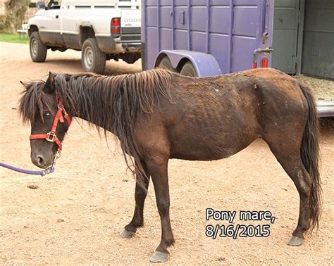 Great Horses For Adoption From Different Rescues Horse Adoption
