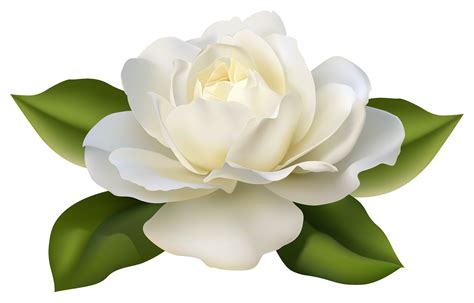 Rose Clip Art Transparent White Rose Png Clipart Flower Art Rose