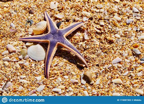 Royal Purple Starfish On The Beach Stock Photo Image Of Travel