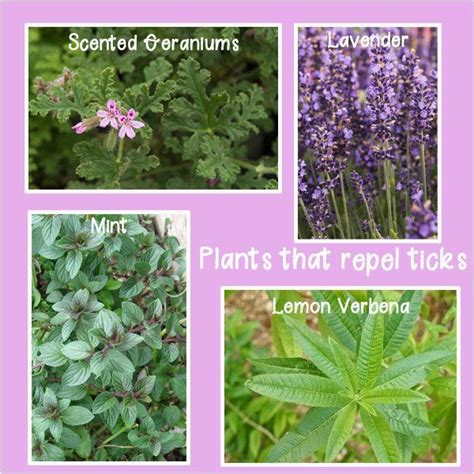 Plants That Repel Ticks | Plants, Mint plants, Scented ...
